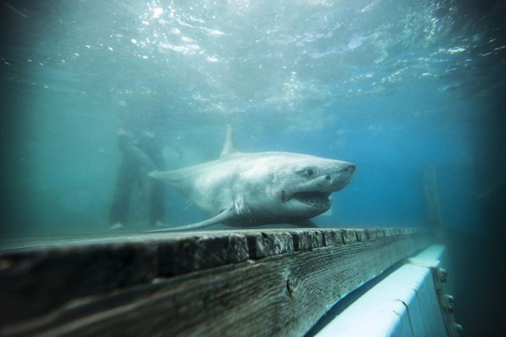 A Great White Shark Was in the Long Island Sound! (Or Maybe Not.)