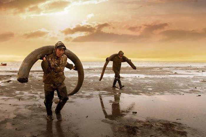 'Genesis 2.0' Review: How to clone a mammoth