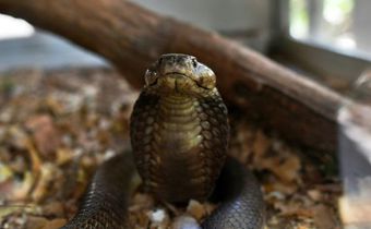 Every year, snakes bite about 5.4 million people worldwide but the figure is likely a vast underestimation, given underreporting and patchy recordkeeping, officials say