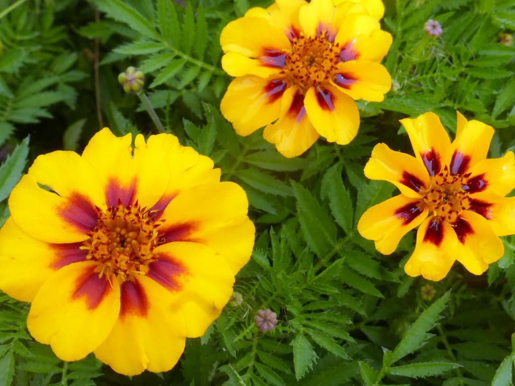 Marigold flowers(Southern Exposure Seed Exchange)