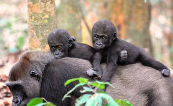 Census finds wildlife at home
