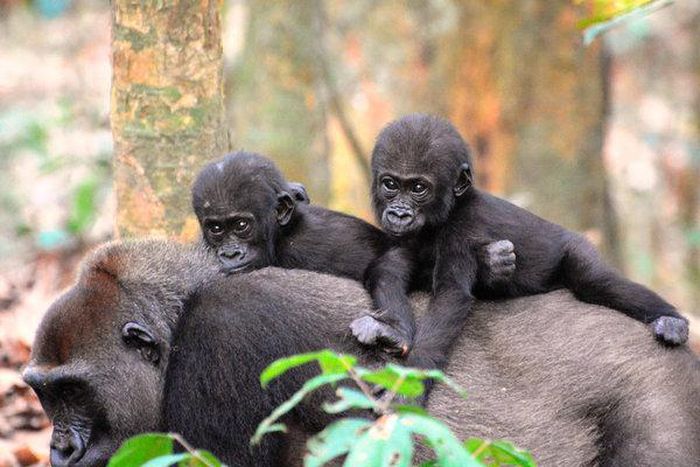 Census finds wildlife at home