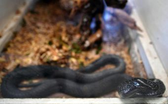 A key challenge, especially in poor, remote areas of the world where most snakebites occur, is that most antivenoms need to be refrigerated