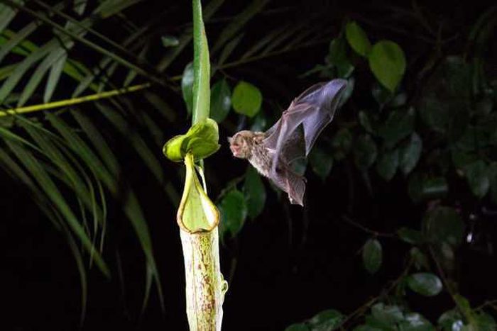 Spoiler: The villains in 'Our Planet' are humans