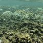 The Return of the 'Blob': Hawaii's Reefs Threatened by Marine Heat Wave