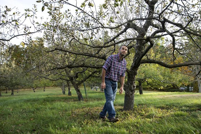 Fire Blight Spreads Northward, Threatening Apple Orchards