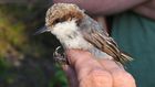 Birds' Top Danger? Humans