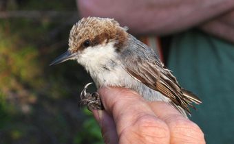 Birds' Top Danger? Humans