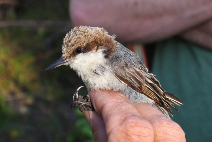 Birds' Top Danger? Humans