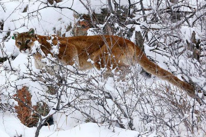 The man, whose name has not been released by authorities, suffered serious but nonlife-threatening injuries in the attack and was “doing well considering his ordeal,” Colorado Parks and Wildlife officials said Tuesday on Twitter.