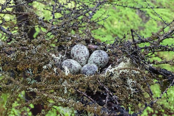 A Rare Greenshank Is Spotted in Russia
