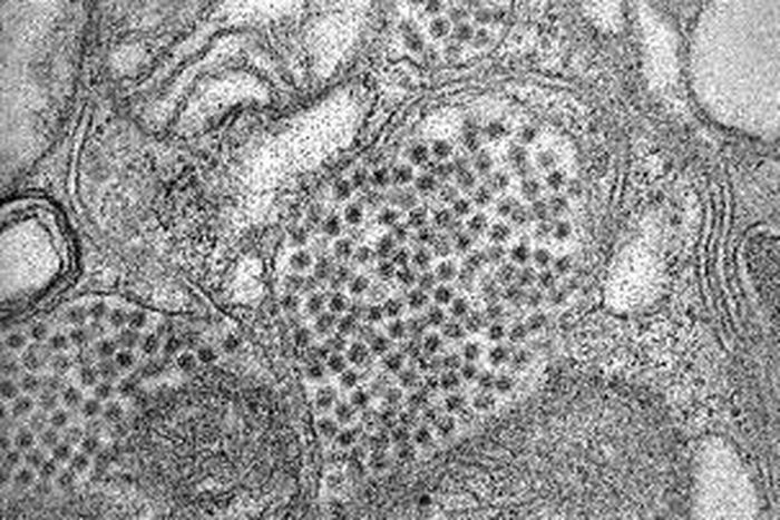 States Warn Residents About Rare Mosquito-Borne Illness That Has Killed 5