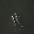 3 Newborn Endangered Right Whales Seen After Year With No Births