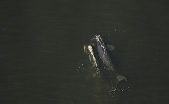 3 Newborn Endangered Right Whales Seen After Year With No Births