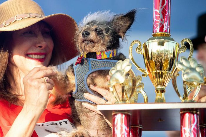 World's ugliest dog, scamp the tramp, comes from a family of winners