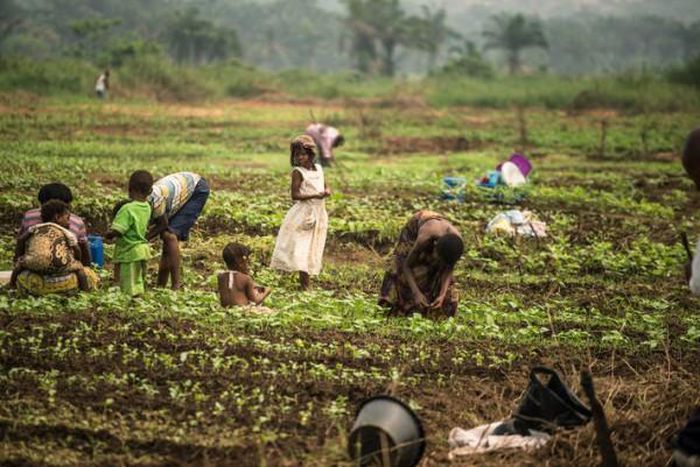 Food and Agriculture Organization (FAO)