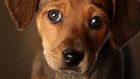 The eyebrow muscle that lets your dog give you that look