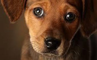 The eyebrow muscle that lets your dog give you that look