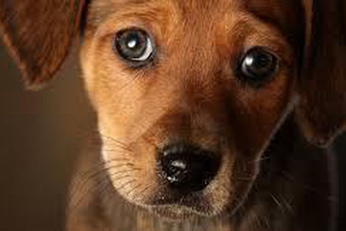 The eyebrow muscle that lets your dog give you that look