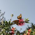 With 86% Drop, California's Monarch Butterfly Population Hits Record Low