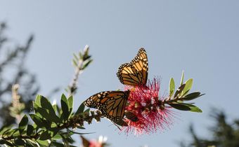 With 86% Drop, California's Monarch Butterfly Population Hits Record Low