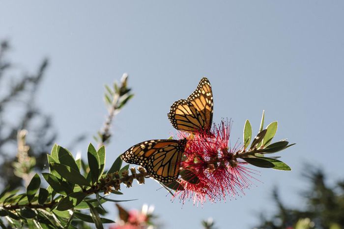 With 86% Drop, California's Monarch Butterfly Population Hits Record Low