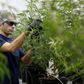 A worker collects cuttings from a marijuana plant at the Canopy Growth Corporation facility in Smiths Falls, Ontario, Canada, January 4, 2018. REUTERS/Chris Wattie