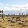 Joshua Trees in National Park May Take Centuries to Regrow