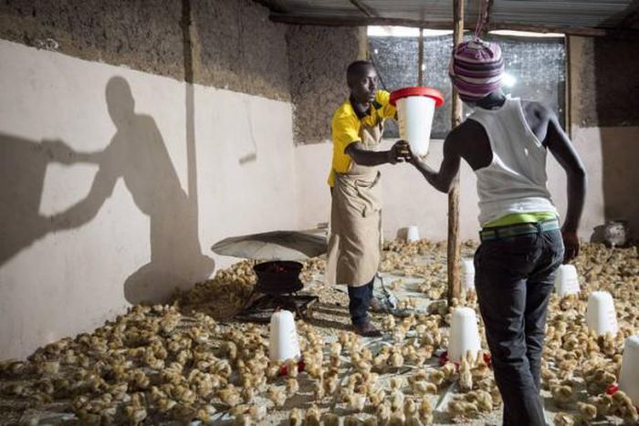 Food and Agriculture Organization (FAO)