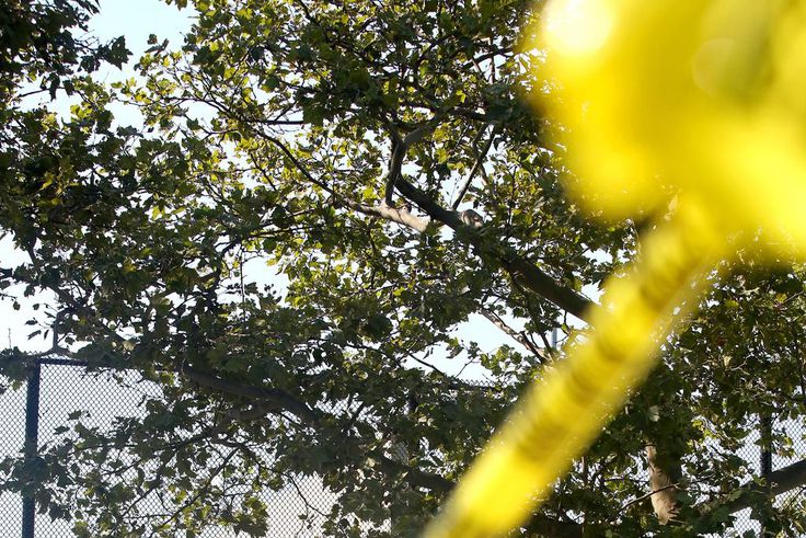 How a Brooklyn Rite of Summer Ended in Bloodshed