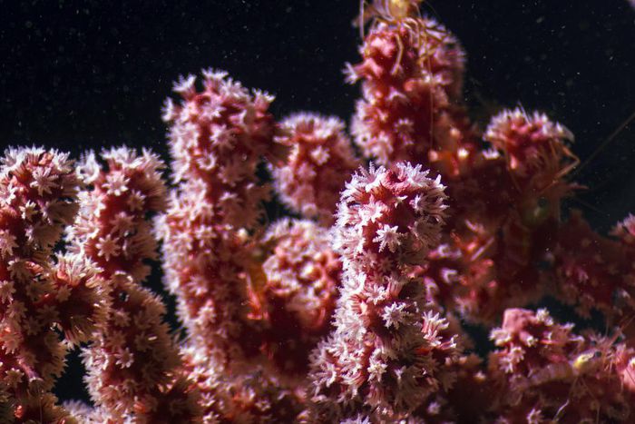 'Dr. Seuss' Garden' Yields a Deep-Sea Discovery, but It Already Faces Threats