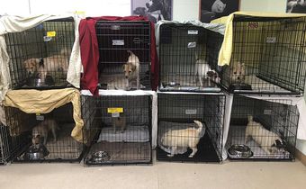 188 Sickly Dogs Are Rescued From Breeders Whose 'Hobby Turned Bad'