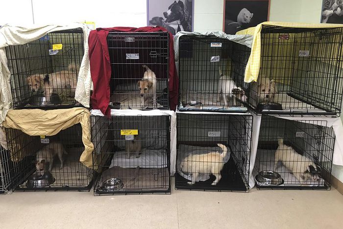 188 Sickly Dogs Are Rescued From Breeders Whose 'Hobby Turned Bad'