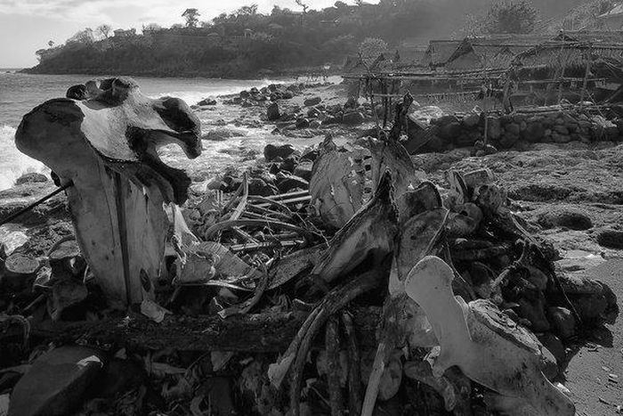 The real-life story of 'The Last Whalers' reads like a first-rate novel