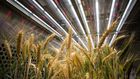 On a Dry Continent, Giving Plants a Boost