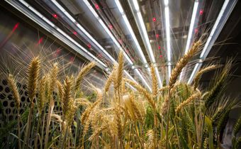 On a Dry Continent, Giving Plants a Boost