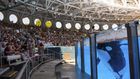 TripAdvisor Ends Ticket Sales to Attractions That Breed or Buy Dolphins and Whales