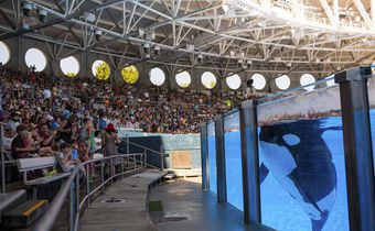 TripAdvisor Ends Ticket Sales to Attractions That Breed or Buy Dolphins and Whales