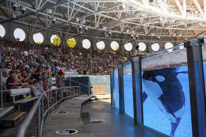 TripAdvisor Ends Ticket Sales to Attractions That Breed or Buy Dolphins and Whales