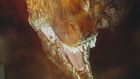 T. Rex Is Still Science's Biggest Star