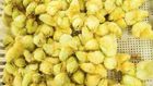 It Could Be the Age of the Chicken, Geologically