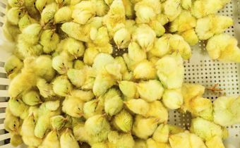 It Could Be the Age of the Chicken, Geologically