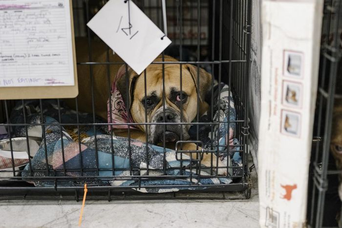 California Forces Pet Stores to Sell Only Dogs and Cats From Shelters