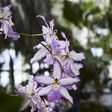 Seduced by Singapore's Charismatic Orchids
