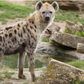 File image of a hyena