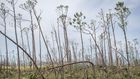 Hurricanes May Kill Some Birds, but Humans Are the Real Threat