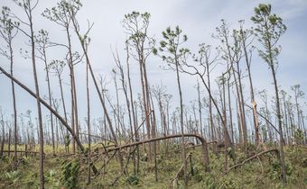 Hurricanes May Kill Some Birds, but Humans Are the Real Threat