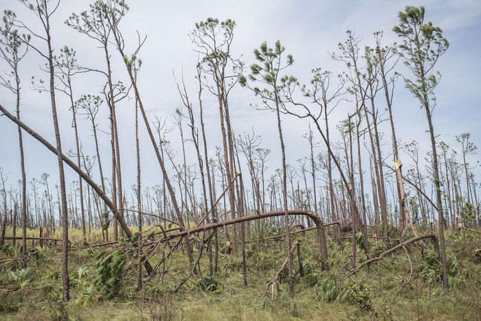 Hurricanes May Kill Some Birds, but Humans Are the Real Threat