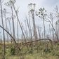 Hurricanes May Kill Some Birds, but Humans Are the Real Threat