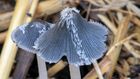 When fungi fight back